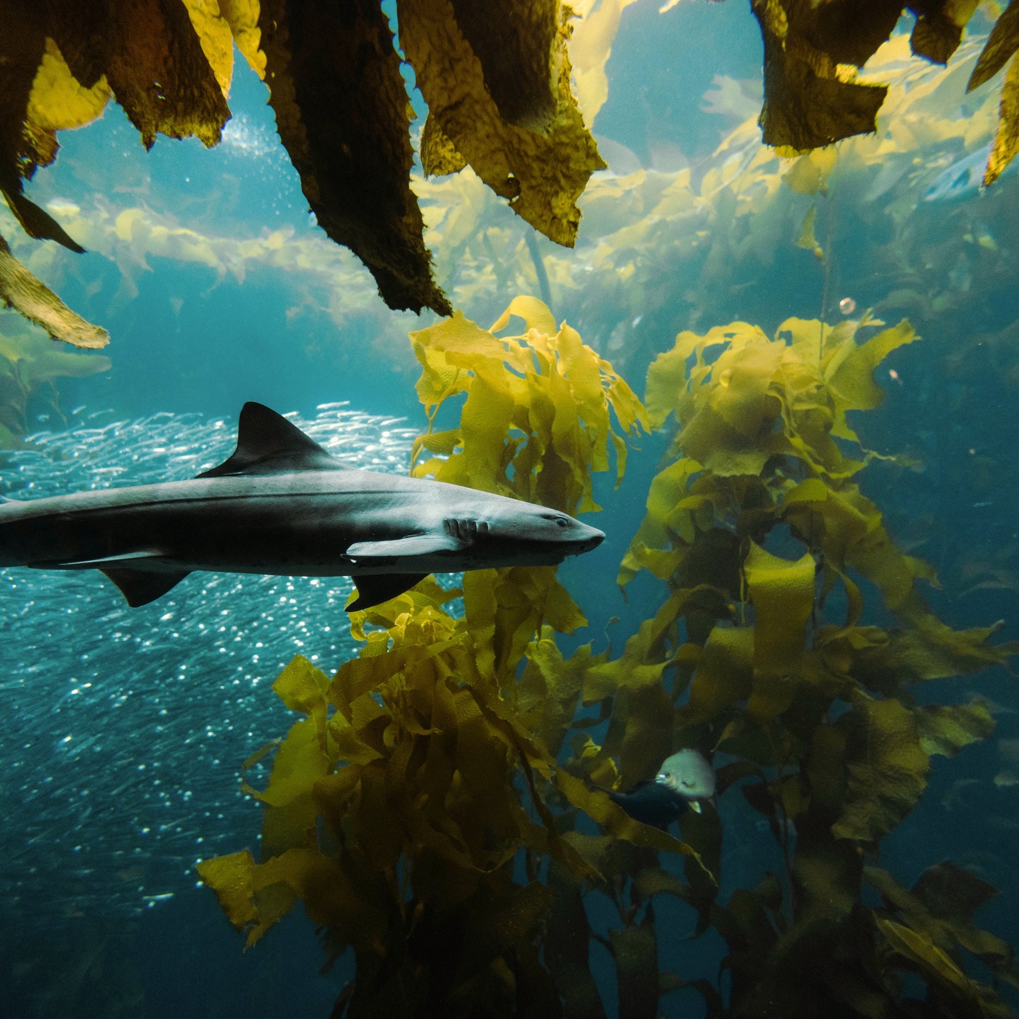 An underwater scene showing a shark swimming among large yellow-brown kelp in deep blue water.